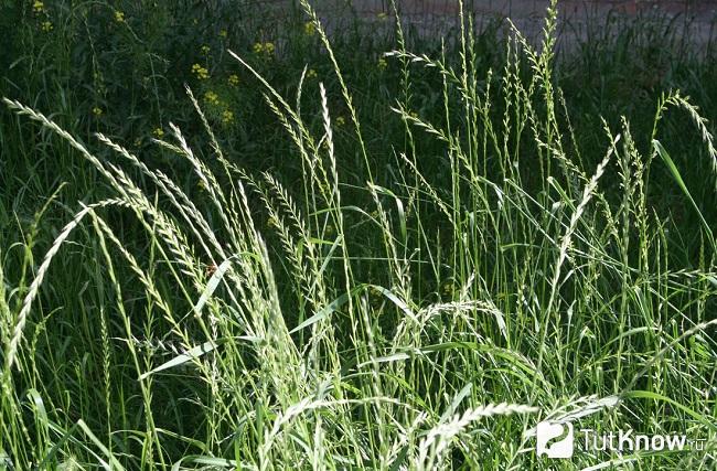 Фото райграса 4