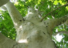 Платан или Чинара: выращивание дерева, правила ухода