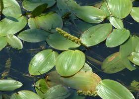 Рдест: как вырастить в пруду и аквариуме