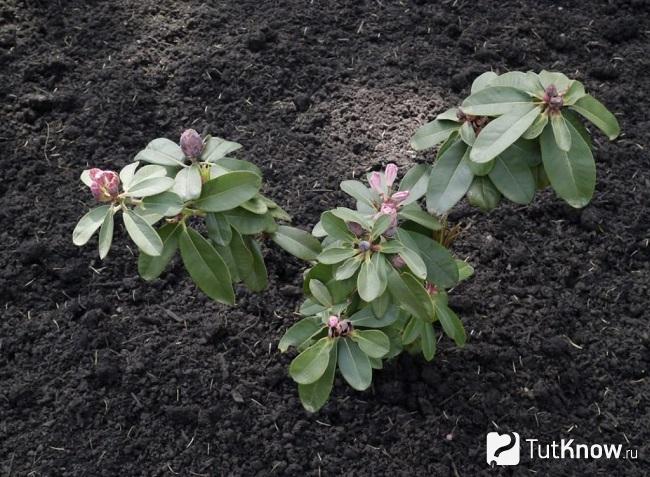 корневая система у рододендрона какая. 1554629764 pravila razmnozheniya rododendrona. корневая система у рододендрона какая фото. корневая система у рододендрона какая-1554629764 pravila razmnozheniya rododendrona. картинка корневая система у рододендрона какая. картинка 1554629764 pravila razmnozheniya rododendrona. Описание растения рододендрон, агротехника посадки и ухода на приусадебном участке, правила размножения, возможные болезни и вредителями при культивировании, методы борьбы с ними.