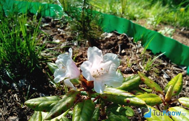 корневая система у рододендрона какая. 1554629777 borba s vozmozhnymi boleznyami i vreditelyami pri vyraschivanii rododendrona. корневая система у рододендрона какая фото. корневая система у рододендрона какая-1554629777 borba s vozmozhnymi boleznyami i vreditelyami pri vyraschivanii rododendrona. картинка корневая система у рододендрона какая. картинка 1554629777 borba s vozmozhnymi boleznyami i vreditelyami pri vyraschivanii rododendrona. Описание растения рододендрон, агротехника посадки и ухода на приусадебном участке, правила размножения, возможные болезни и вредителями при культивировании, методы борьбы с ними.