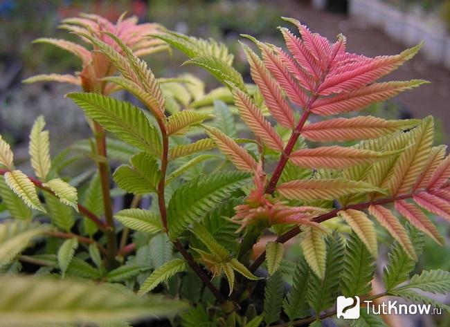 Фото Рябинника 1