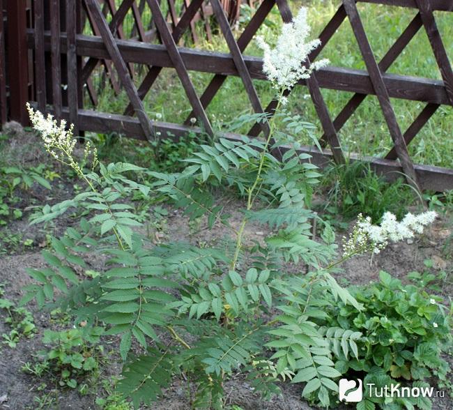 Рябинник кустарник фото посадка и уход в открытом грунте