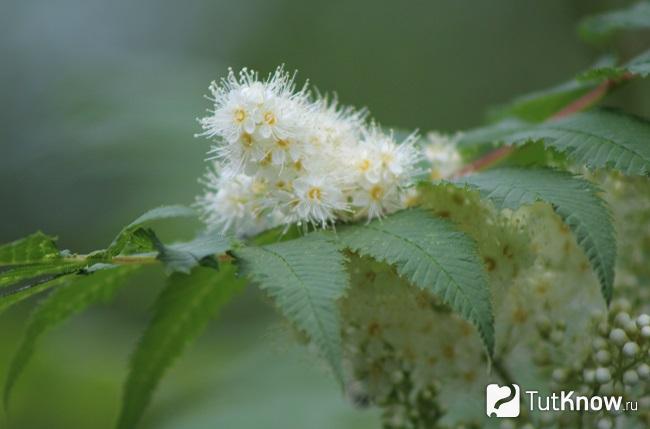 Фото Рябинника 5