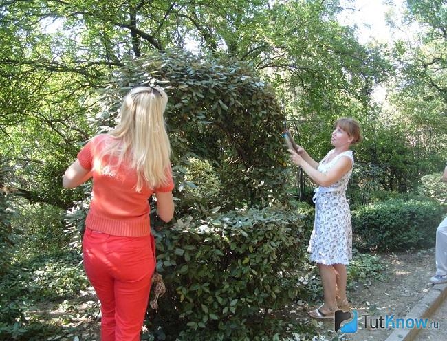 Женщины стригут кусты