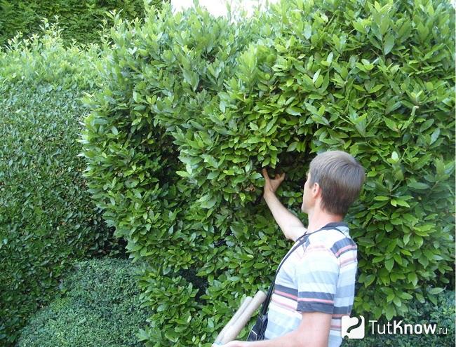 Человек стрижет кусты