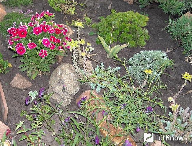 Альпийский сад своими руками