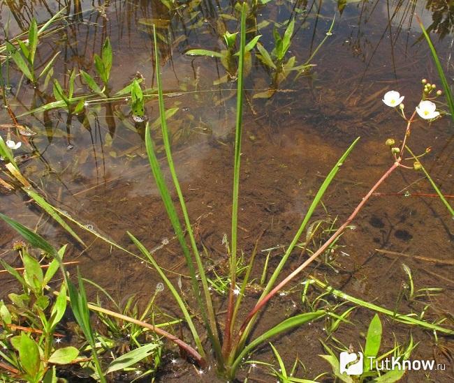 Стрелолист аквариумное растение фото