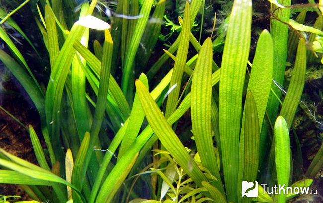 Стрелолист аквариумное растение фото