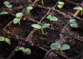 Как садить рассаду - новые способы посадки и выращивания огурцов, помидоров