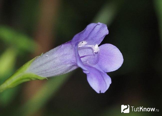 На фото Торения бентамиана