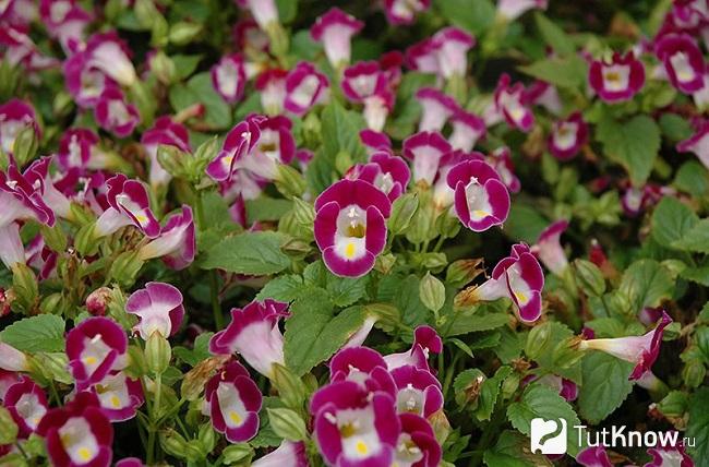 Фото Торении 5