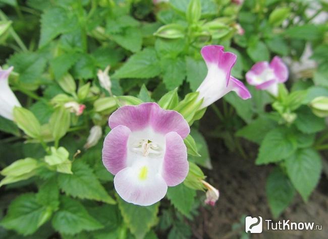 Фото Торении 2
