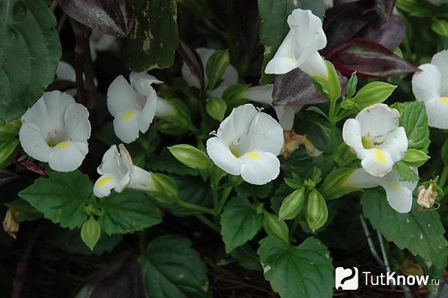 Фото Торении 3