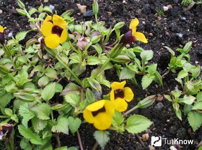 На фото Торения желтая