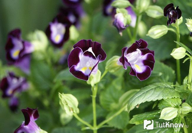 Фото Торении 4