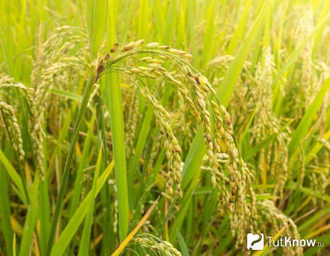Рис басмати растет в поле