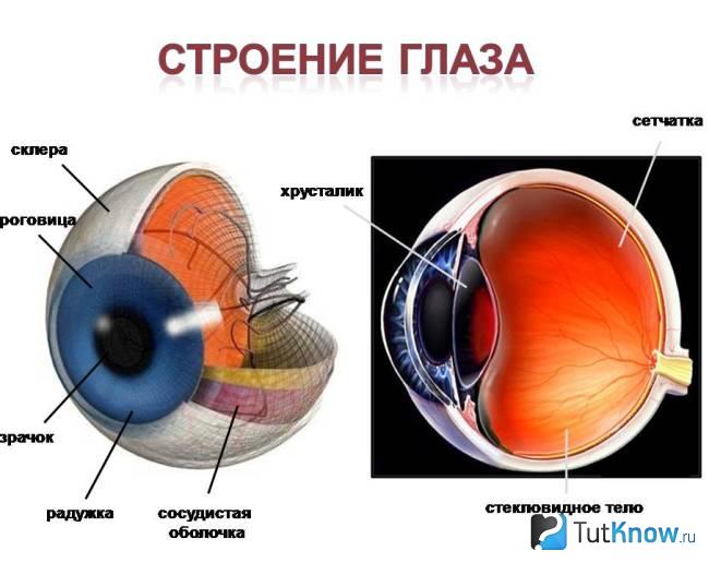 Анатомия глаза