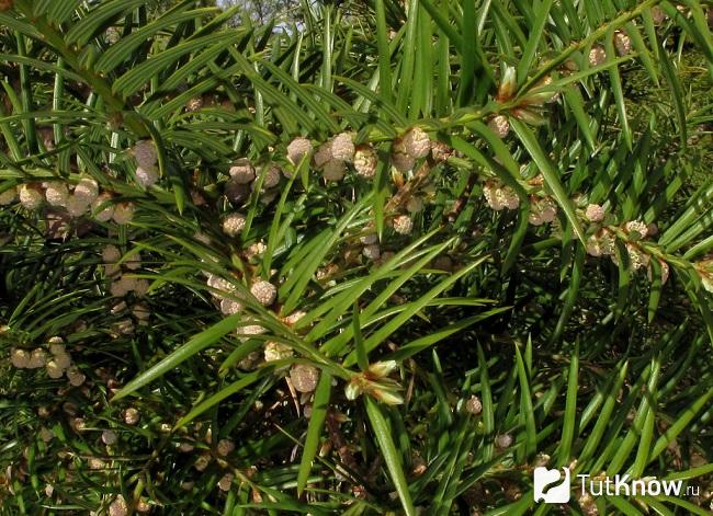 На фото Торрея тисолистная