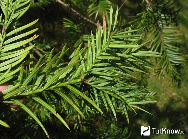 На фото Торрея калифорнийская