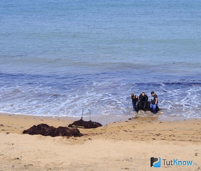 Сбор водорослей хидзики