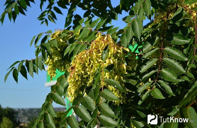 Айлант что это такое. 1561473435 aylant vysochayshiy. Айлант что это такое фото. Айлант что это такое-1561473435 aylant vysochayshiy. картинка Айлант что это такое. картинка 1561473435 aylant vysochayshiy