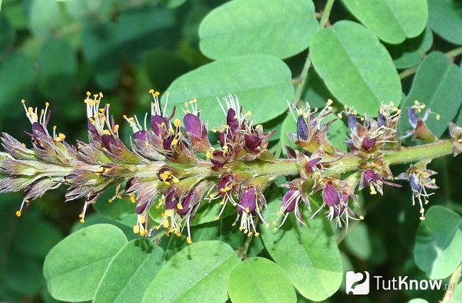 На фото Аморфа калифорнийская