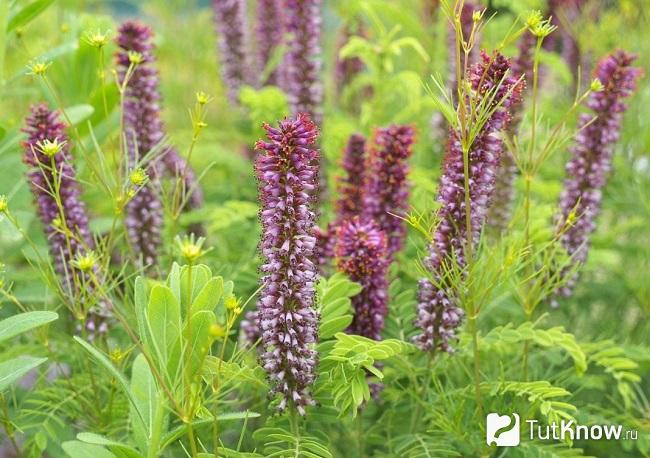 На фото Аморфа карликовая