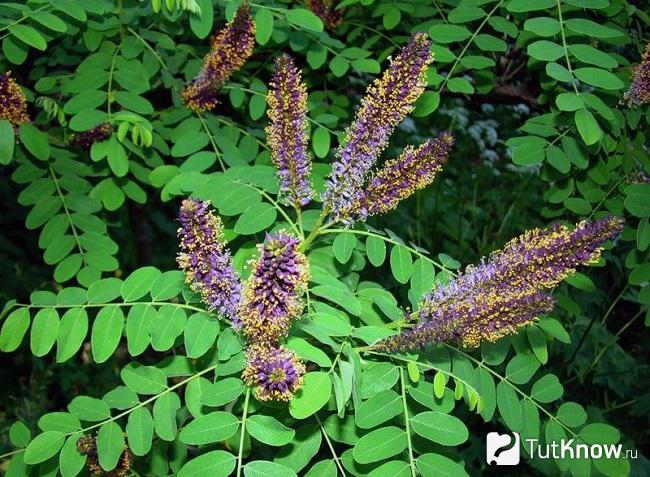 На фото Аморфа кустарниковая