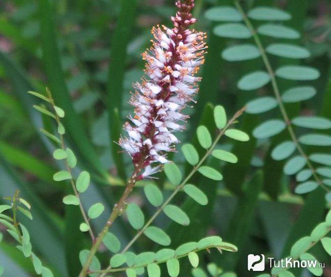 На фото Аморфа травянистая