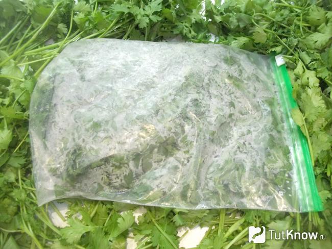 Готовая замороженная кинза на зиму в домашних условиях