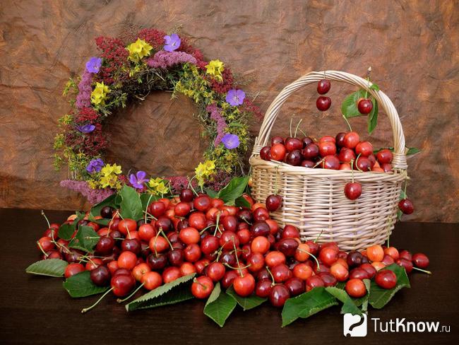 как консервировать черешню в домашних условиях на зиму. Смотреть фото как консервировать черешню в домашних условиях на зиму. Смотреть картинку как консервировать черешню в домашних условиях на зиму. Картинка про как консервировать черешню в домашних условиях на зиму. Фото как консервировать черешню в домашних условиях на зиму