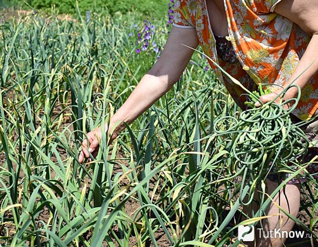 Женщина собирает стрелки чеснока на плантации