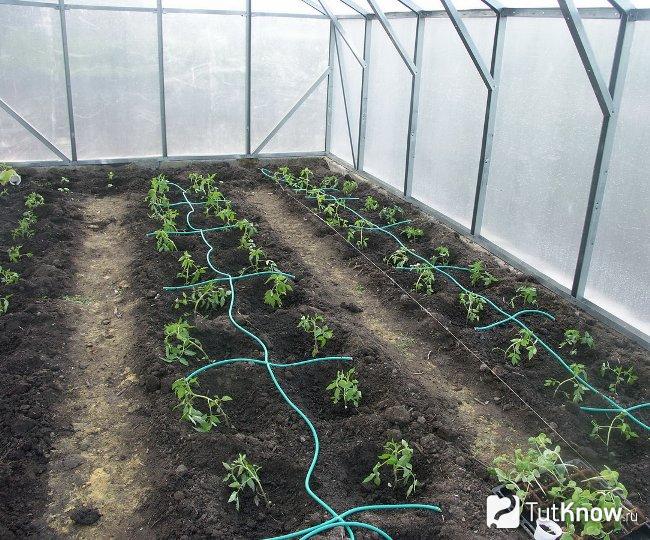 Капельный полив в теплице