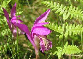 Аретуза: выращивание орхидеи в условиях открытого грунта и помещения