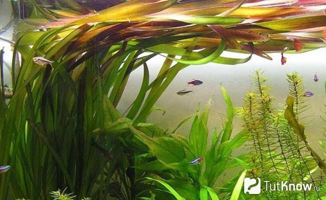 Как посадить валлиснерию в аквариуме. Смотреть фото Как посадить валлиснерию в аквариуме. Смотреть картинку Как посадить валлиснерию в аквариуме. Картинка про Как посадить валлиснерию в аквариуме. Фото Как посадить валлиснерию в аквариуме
