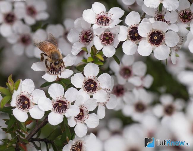 Пчела на цветке растения манука