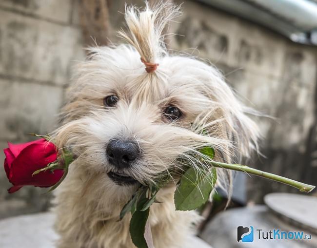 День святого Валентина в Европе