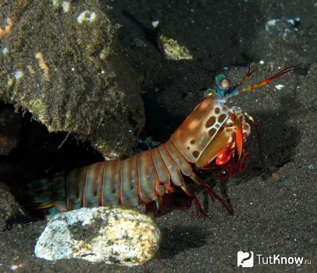 Mantis shrimps в аквариуме