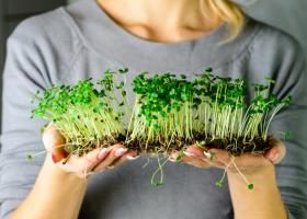 Микрозелень – состав, польза и вред