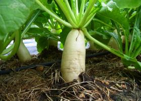 Выращивание дайкона – сорта, агротехника, сбор урожая
