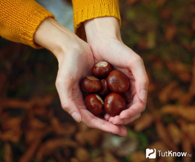 Каштаны для поделок