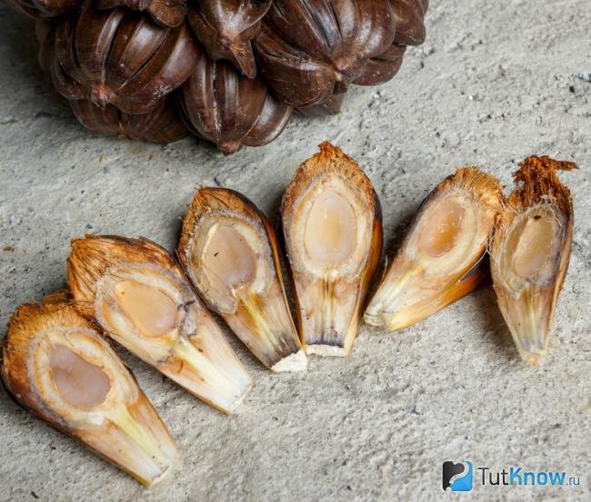 Семя мангровой пальмы нипа