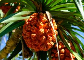 Пандан – польза, вред, рецепты приготовления тропического фрукта