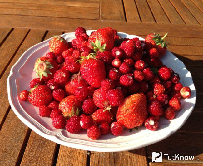 Земляника лесная и садовая