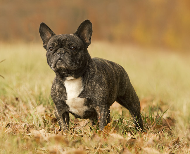 Французский бульдог - небольшая собака