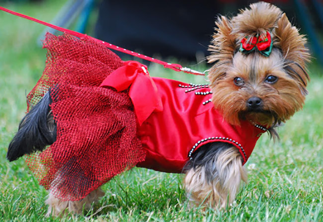 Собака йоркширский терьер в красном платье