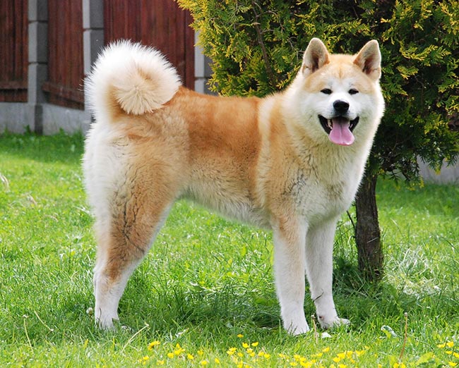 Красивая японская собака Акита-ину