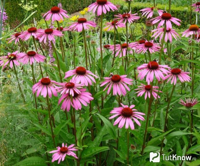 Цветок эхинацея: посадка, выращивание, полив и уход