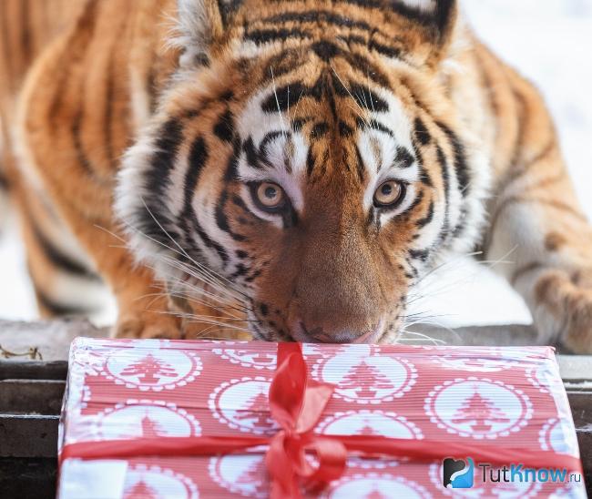 подарки на новый год тигра 2022